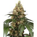 Chocolate Rainbow XXL (Sensi Seeds) Feminized