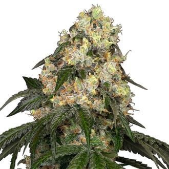 White Biscotti OG XXL (White Label) Feminized