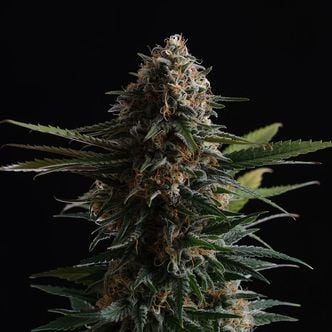 Candy Cream Go Fast (Kannabia) Feminized