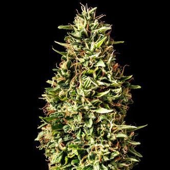 Runtz Auto (Kannabia) Feminized