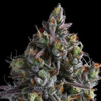 Coco Jambo (Anesia Seeds) Feminized