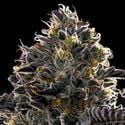 Purple Lobster (Anesia Seeds) Feminized