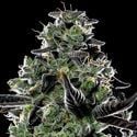 Violet Face Auto (Anesia Seeds) Feminized