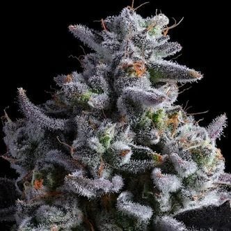 Elementz (Anesia Seeds) Feminized