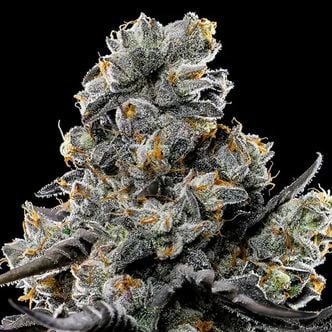 Violet Face (Anesia Seeds) Feminized