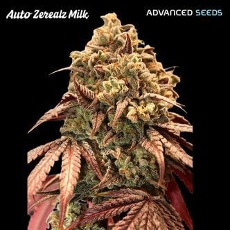 Auto Zerealz Milk (Advanced Seeds) Feminized