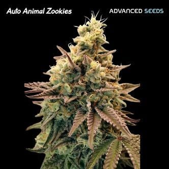 Auto Animal Zookies (Advanced Seeds) Feminized