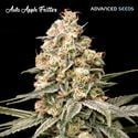 Auto Apple Fritter (Advanced Seeds) Feminized