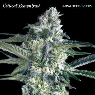 Critical Lemon Fast (Advanced Seeds) Feminized