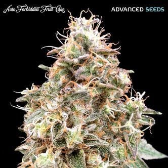 Auto Forbidden Fruit Cake (Advanced Seeds) Feminized