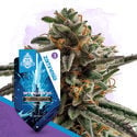 Galactic Delights Pack - Feminized Strains