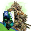 Galactic Delights Pack - Feminized Strains