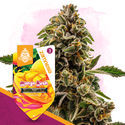 Club Tropicana Pack - Feminized Strains