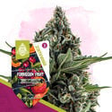 Club Tropicana Pack - Feminized Strains