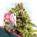 Club Tropicana Pack - Feminized Strains