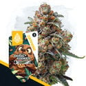 Wild Things Pack - Feminized Soorten