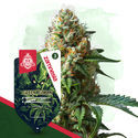 Wild Things Pack - Feminized Soorten