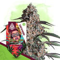 Wild Things Pack - Feminized Soorten