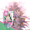 Desserts Pack - Feminized Strains