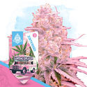 Desserts Pack - Feminized Strains