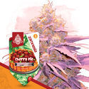 Desserts Pack - Feminized Strains