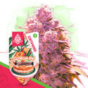 Desserts Pack - Feminized Strains