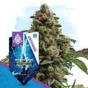 Galactic Delights Pack - Autoflowering Strains