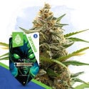 Galactic Delights Pack - Autoflowering Strains