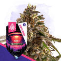 Galactic Delights Pack - Autoflowering Strains