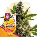 Club Tropicana Pack - Autoflowering Strains