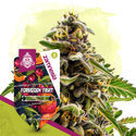 Club Tropicana Pack - Autoflowering Strains