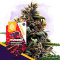 Classic Legends Pack - Autoflowering Strains