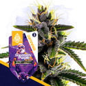 Classic Legends Pack - Autoflowering Strains