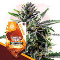 Classic Legends Pack - Autoflowering Strains