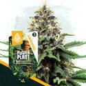 Classic Legends Pack - Autoflowering Strains