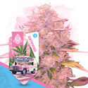 Desserts Pack - Automatic Strains