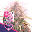 Desserts Pack - Automatic Strains