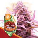 Desserts Pack - Automatic Strains