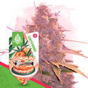 Desserts Pack - Automatic Strains