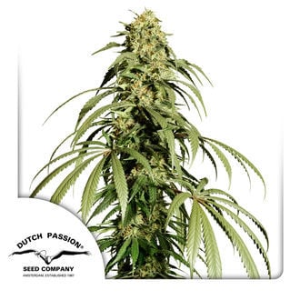 Ice Cream Haze (Dutch Passion) Feminized