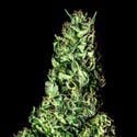 Moby Dick (Kannabia) Feminized