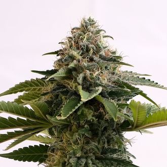 Amnesia Dream XL Auto (Kannabia) Feminized