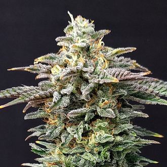 Cherry Dream (Kannabia) Feminized