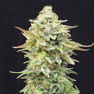 Pineapple Dream (Kannabia) Feminized