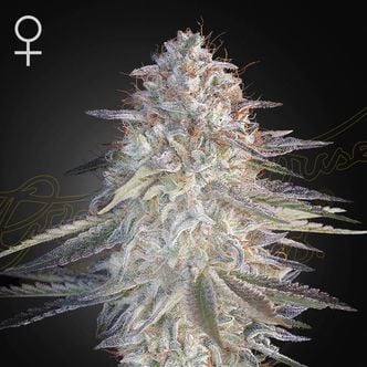 Super Lemon Haze x Pink Candy (Greenhouse Seeds) Feminized