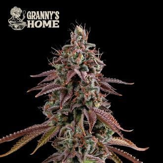 Granny’s Home (Seedstockers) Feminized