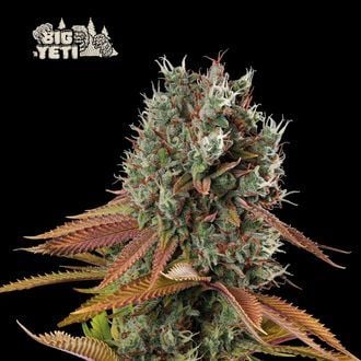 Big Yeti (Seedstockers) Feminized