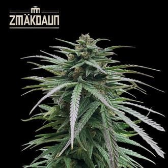 Zmäkdaun (Seedstockers) Feminized