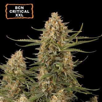 BCN Critical XXL (Seedstockers) Feminized