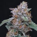 SherBacio OG Auto (Pure Instinto) Feminized